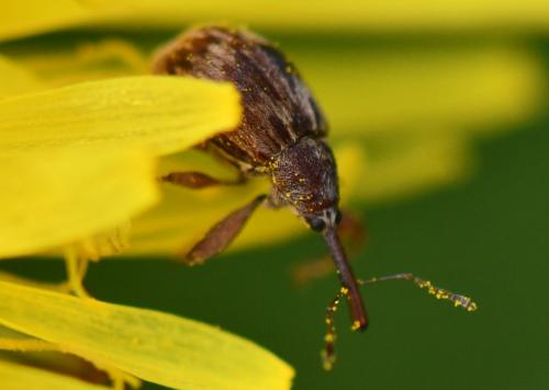 Réf. 280 588 : Anthonomus rectirostris